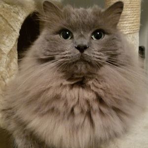 Meet your Posher, Todd